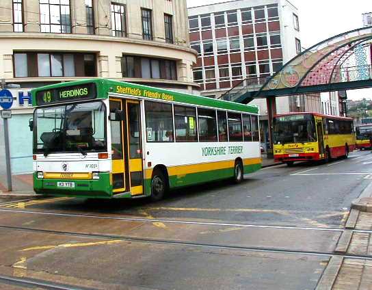 Yorkshire Terrier Dennis Dart Plaxton Pointer 103